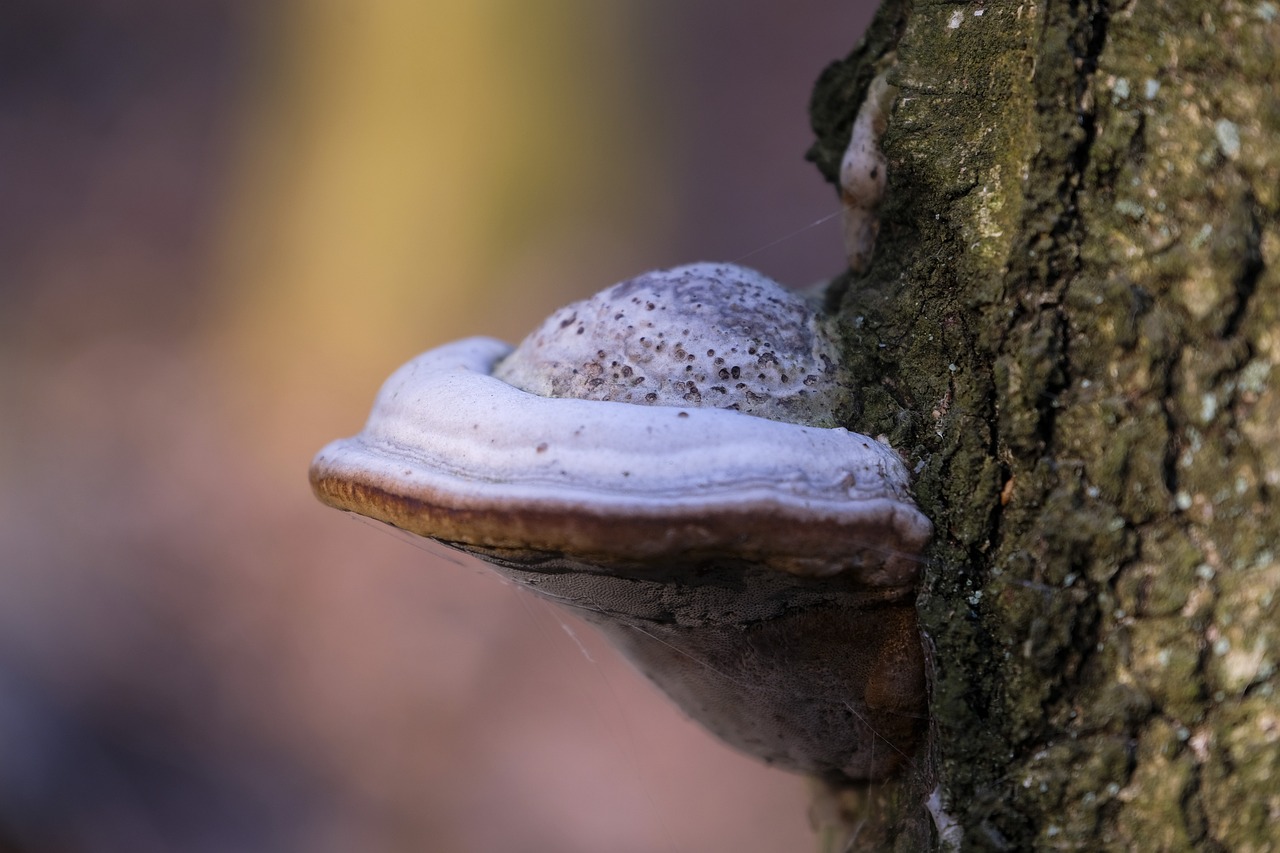 太初行：战棋破解APP详情下载教程
