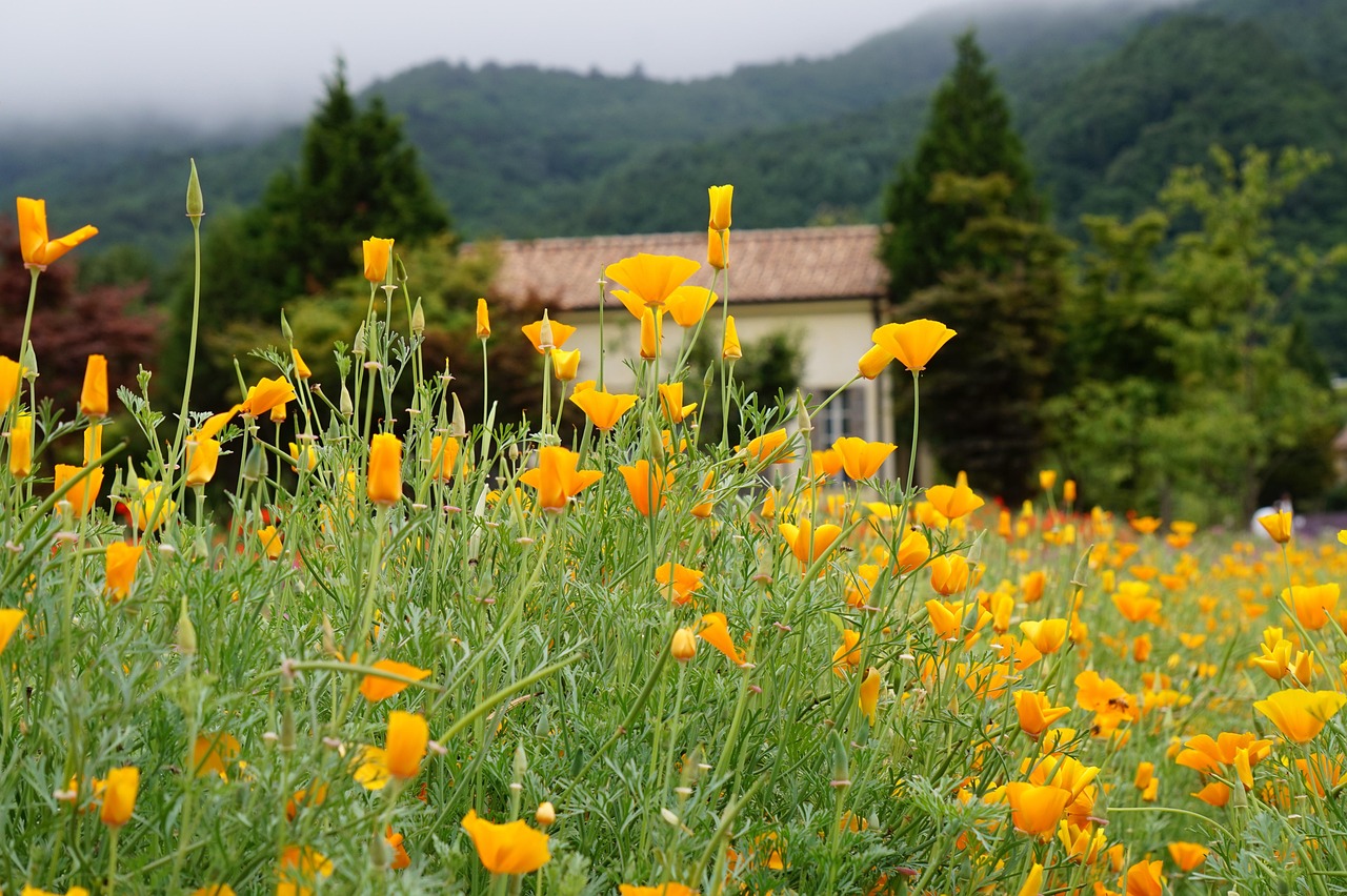 微博实名账号:网上怎么注册卖房公司账号